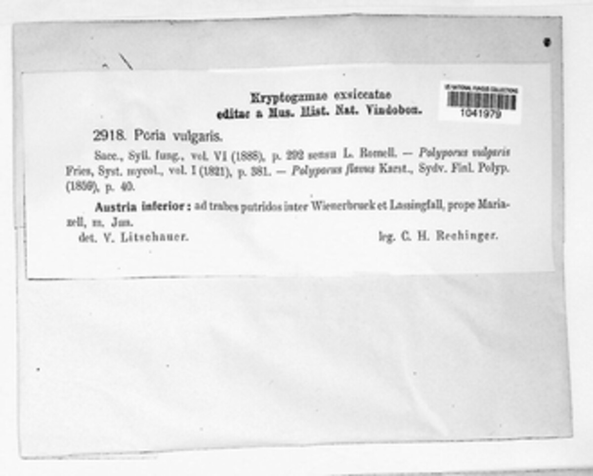 Poria vulgaris image